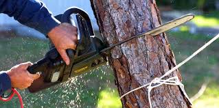 Best Tree Trimming and Pruning  in Denair, CA
