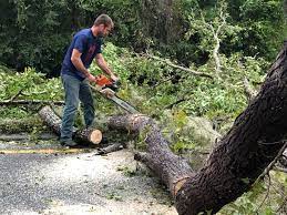Best Tree and Shrub Care  in Denair, CA