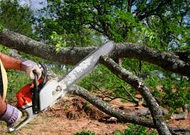Best Tree Risk Assessment  in Denair, CA