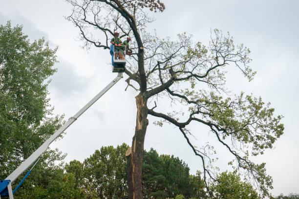 Leaf Removal in Denair, CA
