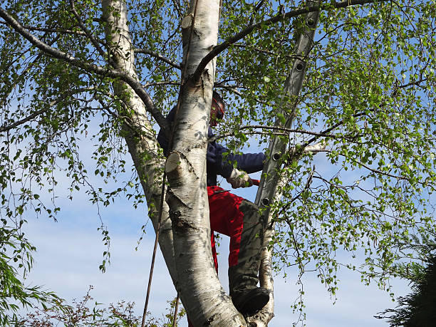 Best Leaf Removal  in Denair, CA