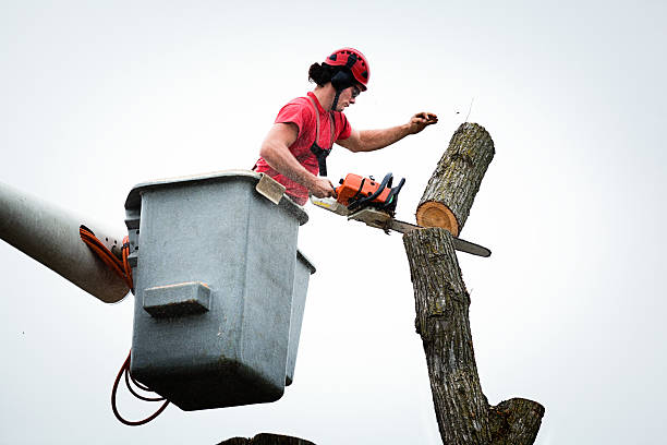 Best Tree Maintenance Programs  in Denair, CA