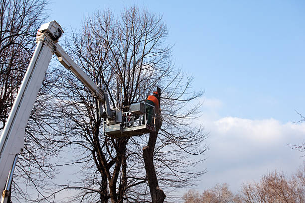 Best Tree Disease Treatment  in Denair, CA