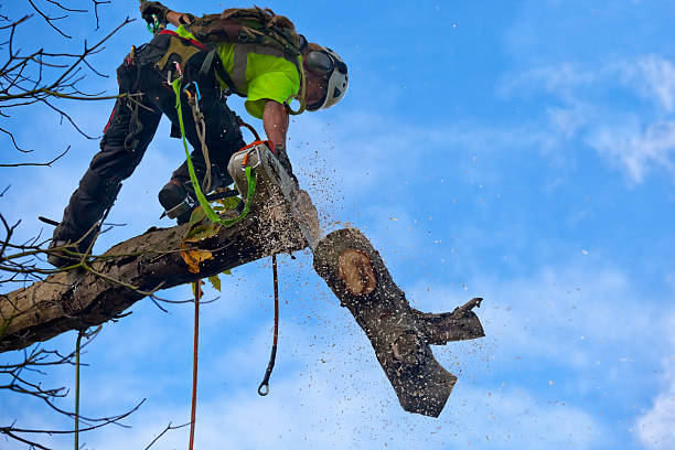 Best Palm Tree Trimming  in Denair, CA