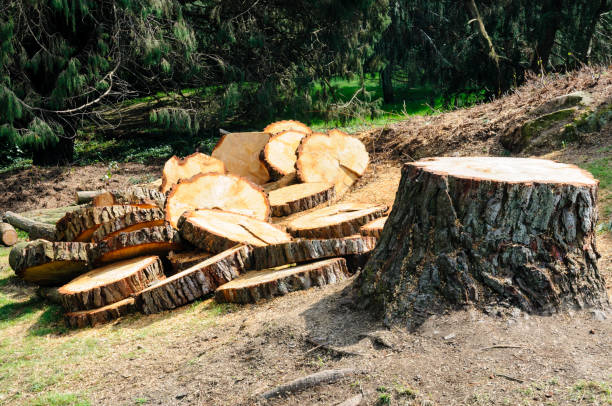 Trusted Denair, CA Tree Care Experts